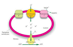 Chemiosmotic Hypothesis Definition Examples Diagrams