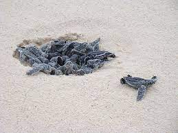 Loggerhead Turtle Eggs Hatching At Eagle Beach Aruba How Cool Aioutlet Leatherback Turtle Sea Turtle Nest Loggerhead Turtle