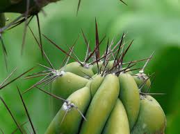 Cereus peruvianus is an under appreciated fast growing cactus with delicious fruit. Hd Wallpaper Spur Rock Cactus Cereus Peruvianus Monstrosus Desert Cactus Wallpaper Flare
