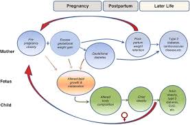 Fig 2 Intergenerational Transmission Of Obesity And