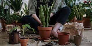 We did not find results for: 13 Jenis Tanaman Hias Daun Yang Sedang Tren Sudah Punya Semua Merdeka Com