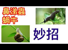21 菜地裡出現鼻涕蟲 蝸牛不用怕 有妙招 分享對付鼻涕蟲 蝸牛的4大妙招 不花一分錢 就可以對付它們 youtube lao cai
