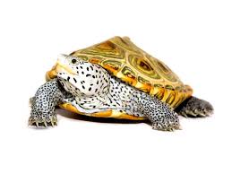The diamondback terrapin or simply terrapin (malaclemys terrapin) is a species of turtle native to the brackish coastal tidal marshes of the eastern and southern united states, and in bermuda. Diamondback Terrapin Malaclemys Terrapin Reptiletalk Net