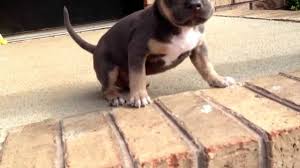 The perfect pit bull puppy is waiting ✓ adorable purebred, blue nose & mixed puppies. Tri Color Pitbull Puppies For Sale In Texas 07 2021