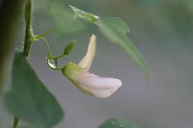 Image result for Dolichos trilobus