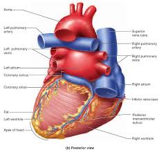 View an illustration of coronary bypass (link opens in new window). What Skin Wants The Heart And Circulation Heart Arteries Coronary Circulation Arteries