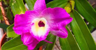How To Grow And Care Dendrobium Nobile Orchids Easy Way Geartrench