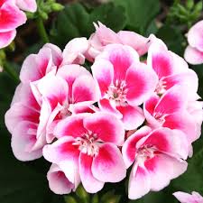 Image result for Geranium