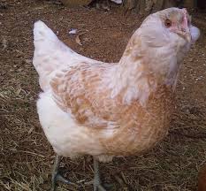 12 Easter Egger Eggs Lavendar Ameraucana Rooster In Pen Easter Eggers Easter Egger Chicken Ameraucana Rooster