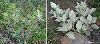 Image result for Searsia tomentosa