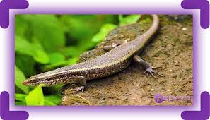 Anda bisa mendapatkan lebih dari 600 telur dalam. Daun Hidup Kadal Klasifikasi Dan Fase Daur Hidup Kadal Penjelasan Terlengkap Ilmu Pengetahuan Alam Ipa