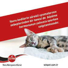 winpet panosundaki pin