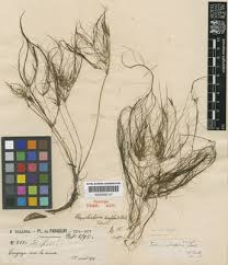 Image result for Eleocharis confervoides