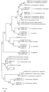 Image result for pseudomonas savastanoi pv nerii oleander symptoms