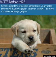 Wtf Notlar Ilginc Bilgi Kaynagi Komik Eglenceli Gercekler Ilginc Gercekler