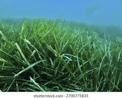 Image result for Zosteraceae