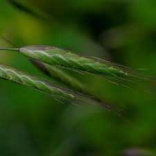 Image result for Bromus leptoclados