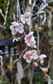 Image result for Microcoelia stolzii