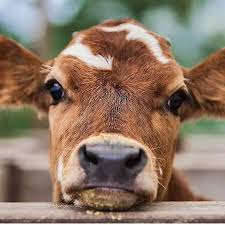 Pin By Rhonda St Marie On Prints Animals Cute Animals Cute Cows