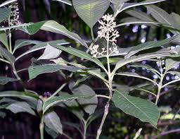 Image result for Psychotria heterosticta
