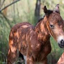 link my lethal pony 2 elements : Outer Banks Wild Horses Have A Rare New Addition After A Tragic Loss State And Regional News Journalnow Com