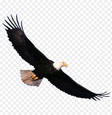 Golden eagle flight path capjournalcom. Download Bald Eagle Flying Png Images Background Toppng