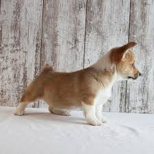 Visit us now to find your dog. Braylin A Pembroke Welsh Corgi Dog For Sale In Fort Wayne Indiana Corgi Pembroke Welsh Corgi Puppies Welsh Corgi