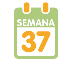 Semanas De Gravidez A Gravidez Semana A Semana Todopapas