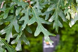 Image result for white oak leaf
