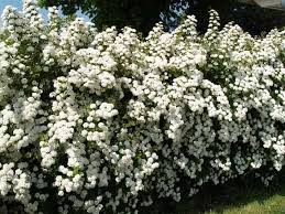 Pin Auf Schutting Windscherm Privacyscherm