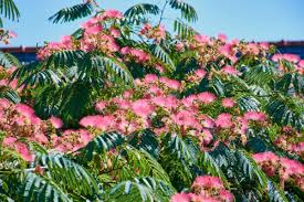 Image result for Albizia petersiana