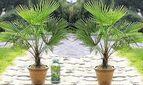 Schönheit für ihren garten vom spezialist direkt ins haus geliefert 3er 6er Oder 9er Set Baldur Garten Winterharte Kubel Palmen Optional Mit Compo Grunpflanzen Und Palmen Dunger
