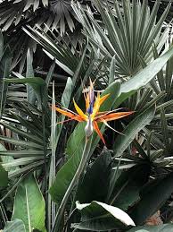 Image result for Strelitzia caudata