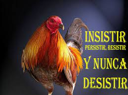 Pin En Gallos