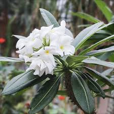 Image result for Pachypodium