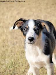40 Pictures Of Short Haired Border Collie Short Haired Border Collie Border Collie Collie Puppies