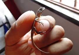 This means ensuring your house is clean and free of garbage or food debris. How To Get Rid Of Lizards In Your House Or A Car Naturally Care Guides For Pet Lizards
