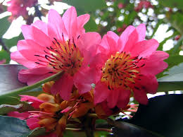 Image result for Toddaliopsis