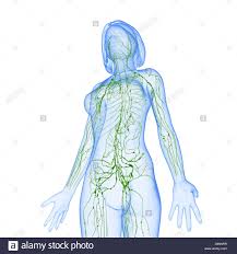Der „tillmann macht die anatomie des menschen lebendig. Lymphsystem Des Weiblichen Korpers Anatomie Stockfotografie Alamy