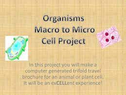 Ask about out free assessment!~ office hours: Organisms Macro To Micro Cell Project Ppt Video Online Download