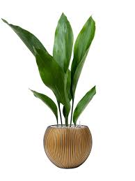 Image result for Kořenokvětka Aspidistra