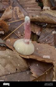 Image result for Russula mariae