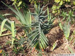 Les meilleures plantes pour faire fuir les taupes du jardin. Euphorbe A Taupes Euphorbe Des Jardins Euphorbe Epurge Euphorbia Lathyris Planter Cultiver Multiplier