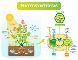 Glucose they make from photosynthesis oxygen is made as a waste product for photosynthesis. What Are The Products Of Photosynthesis