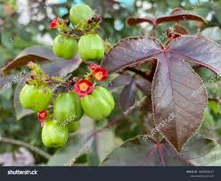 Image result for Jatropha seineri