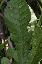 Image result for Cassipourea fanshawei