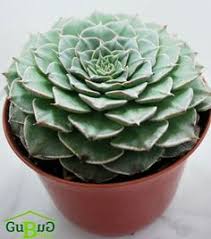 Hal itu dikarenakan beberapa jenis tanaman hias langka ini semakin sulit ditemukan di dunia. 12 Jual Tanaman Hias Bibit Bunga Dan Bibit Buah Online Ideas Plants Alocasia Plant Elephant Ear Plant