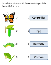 Life Cycle Of Butterfly Interactive Worksheet In 2020 Butterfly Life Cycle Shapes Worksheet Kindergarten Butterfly Life Cycle Lessons