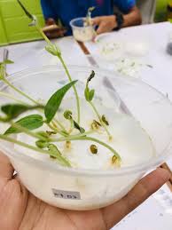 Hal1234567panjang akarkulit0,25 cmmasih ada0,525 cmmasih ada1 cmmulai pada proses perkecambahan keping biji terangkat ke atas permukaan tanah karena pemanjangan hipokotil yang mengakibatkan kulit biji akan. Minggu Ke 5 Eksperimen Percambahan Biji Benih