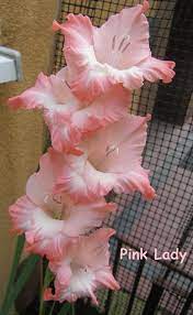 Pink Lady Beautiful Flowers Gladiolus Flowers